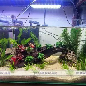 Bể Cá Cảnh Đúc - Bể Uốn Kích Thước 31cm Đến 1m5