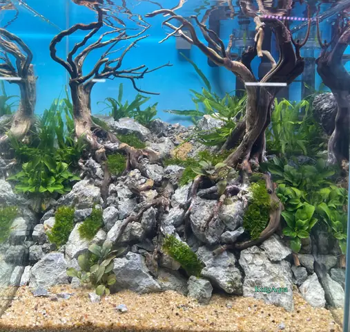 Bể Thủy Sinh Mini