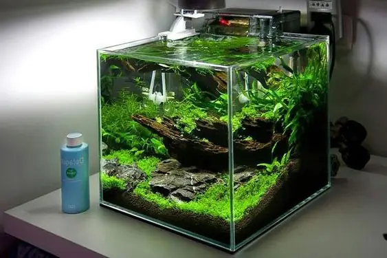 Mua Bể Cá Mini Cubic Ở Đâu Tphcm?