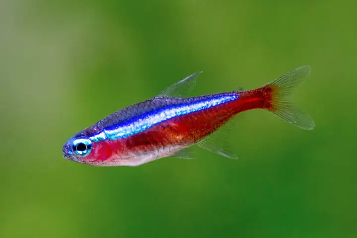Cá Neon Vua (cardinal Tetra)