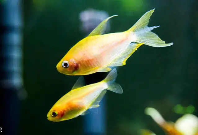 Cá Neon Hoàng Đế (emperor Neon Tetra)