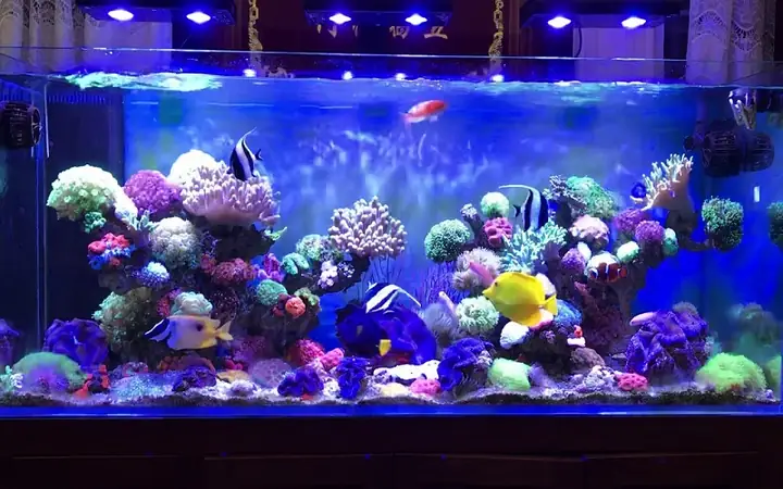 Kinh Nghiệm Nuôi Cá Biển Cảnh: Bể Cá Nước Biển Đẹp & Dễ Dàng Cho Người Mới Bắt Đầu