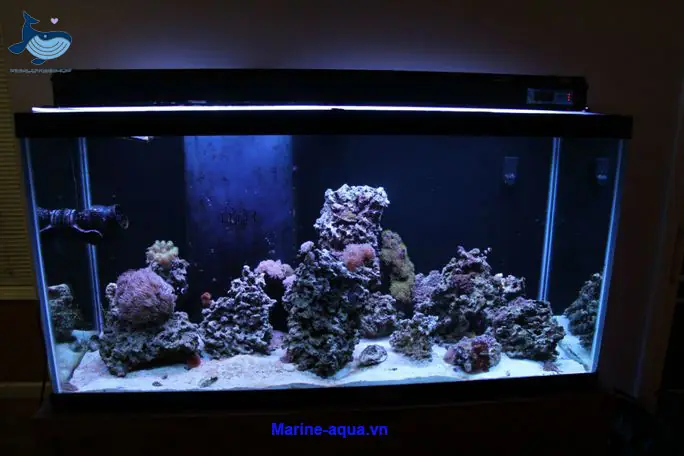 Các Loại Bể Cá Nước Mặn - Marine Aqua