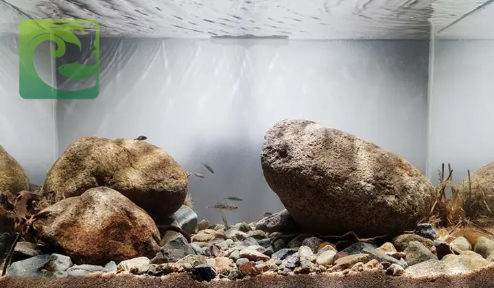 Bố Cục Biotop Lòng Suối: