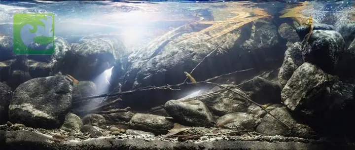 Thiết Kế Và Định Vị Hồ: