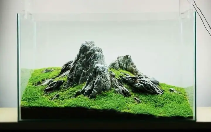 Bể Cá Phong Cách Iwagumi Là Gì?