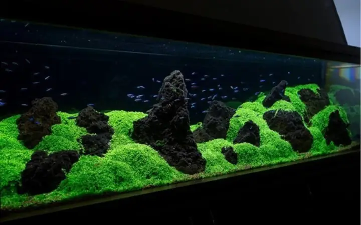 Cỏ Trân Châu Ngọc Trai