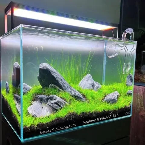 Tổng Hợp Những Mẫu Bể Cá Phong Cách Iwagumi Đẹp Nhất