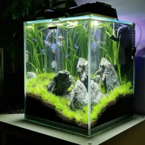 Tổng Hợp Những Mẫu Bể Cá Phong Cách Iwagumi Đẹp Nhất