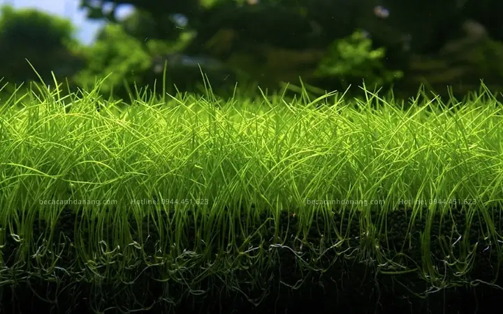 Cỏ Ngưu Mao Chiên