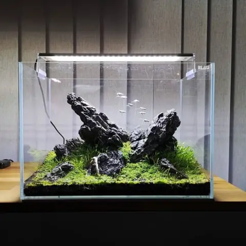 Tổng Hợp Những Mẫu Bể Cá Phong Cách Iwagumi Đẹp Nhất