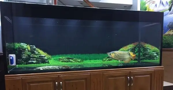 Các Mẫu Bể Cá Rồng Đẹp Giá Rẻ