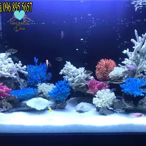 Hướng Dẫn Toàn Tập: Cách Xử Lý Và Kiểm Soát Tảo Hại Trong Bể Cá San Hô Một Cách An Toàn Và Hiệu Quả