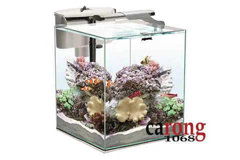 Bể Cá San Hô Mini: Cẩm Nang Toàn Tập Về Aquael Nano Reef Duo Cho Người Mới