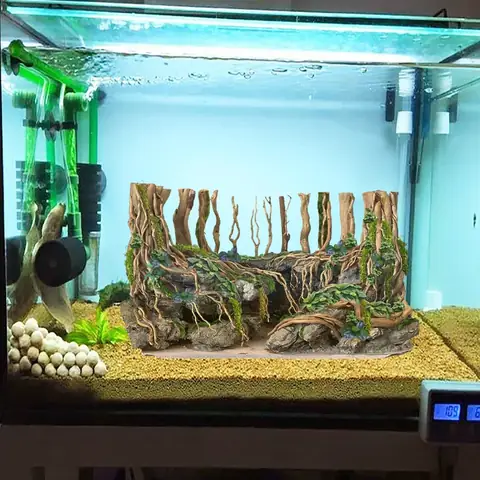 Bể Cá Tai Tượng Đẹp