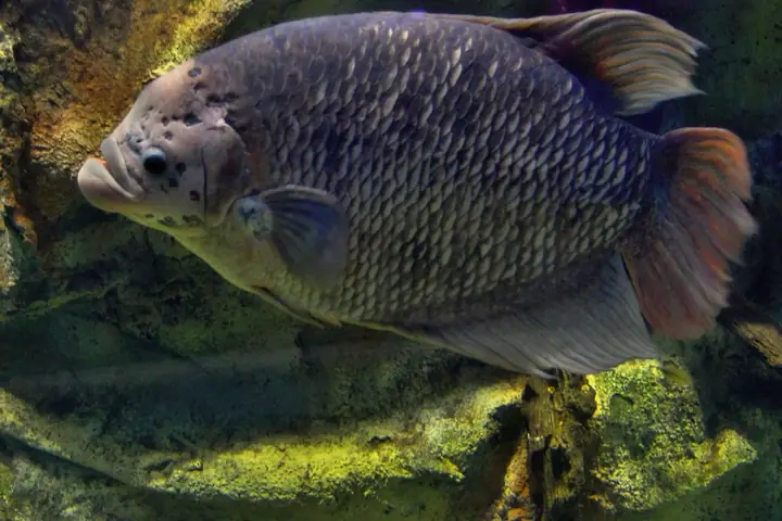 Bể Cá Tai Tượng Đẹp