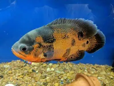 Bể Cá Tai Tượng Đẹp