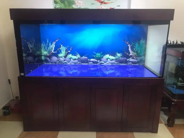 Bể Cá Tai Tượng Đẹp