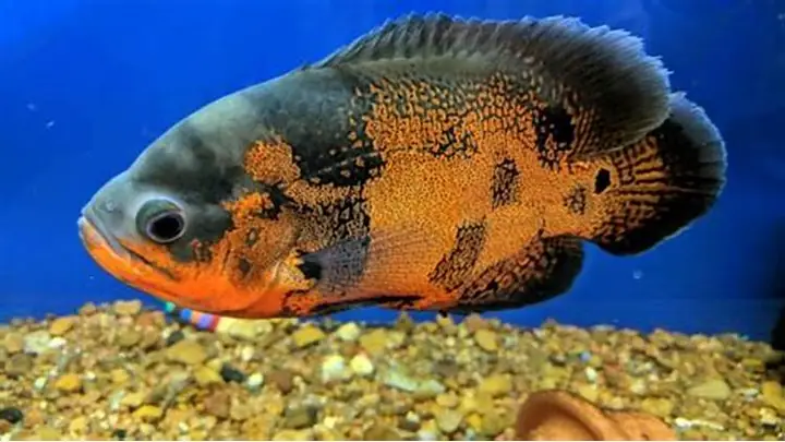 Bể Cá Tai Tượng Đẹp