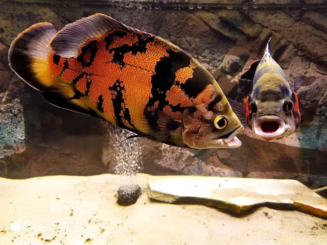 Bể Cá Tai Tượng Đẹp