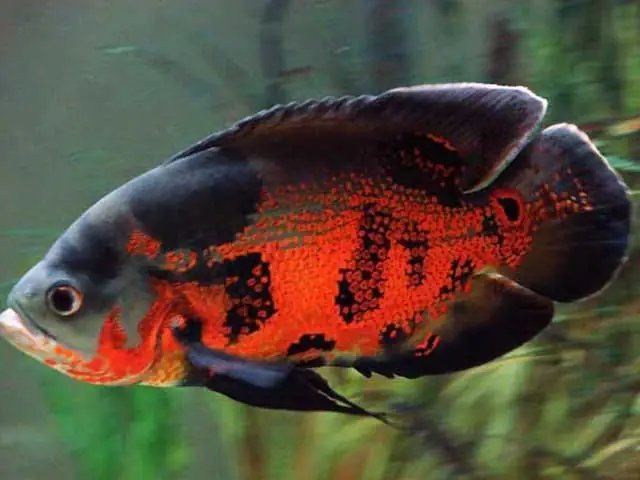 Bể Cá Tai Tượng Đẹp