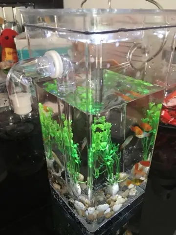 Bể Cá Thông Minh Tự Làm Sạch: Hướng Dẫn Chi Tiết Từ A-z