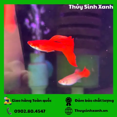 Bể Cá Thủy Sinh Đẹp Nhất Thế Giới