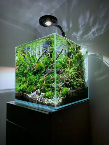 Trồng Cây Thủy Sinh Trong Bể Cá