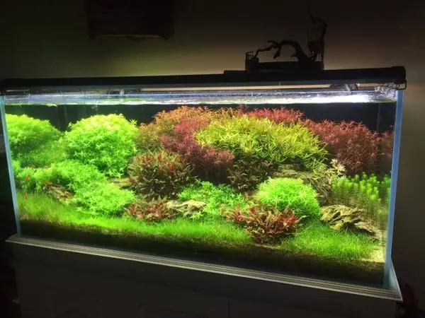 Lựa Chọn Thiết Bị Và Vật Liệu Phù Hợp Cho Bể Cá Thủy Sinh:- Bạn Cần Lựa Chọn Các Thiết Bị Và Vật Liệu Phù Hợp Để Tạo Nên Một Bể Cá Thủy Sinh Đẹp Và Khỏe Mạnh. Đây Bao Gồm Bộ Lọc, Đèn Chiếu Sáng, Đá, Cát, Thảm Cây, Cây Thủy Sinh Và Nhiều Hơn Nữa. Nên Chọn Các Thiết Bị Và Vật Liệu Có Chất Lượng Tốt Và Phù Hợp Với Kích Thước Và Loại Bể Cá Của Bạn. Lựa Chọn Thiết Bị Và Vật Liệu Phù Hợp Cho Bể Cá Thủy Sinh:- Bạn Cần Lựa Chọn Các Thiết Bị Và Vật Liệu Phù Hợp Để Tạo Nên Một Bể Cá Thủy Sinh Đẹp Và Khỏe Mạnh. Đây Bao Gồm Bộ Lọc, Đèn Chiếu Sáng, Đá, Cát, Thảm Cây, Cây Thủy Sinh Và Nhiều Hơn Nữa. Nên Chọn Các Thiết Bị Và Vật Liệu Có Chất Lượng Tốt Và Phù Hợp Với Kích Thước Và Loại Bể Cá Của Bạn.