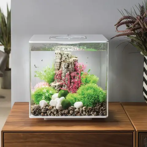 Bể Cá Tiểu Cảnh Mini: Hướng Dẫn Chi Tiết Từ A-z Cho Người Mới Bắt Đầu