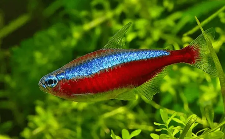 Thay Nước Định Kỳ