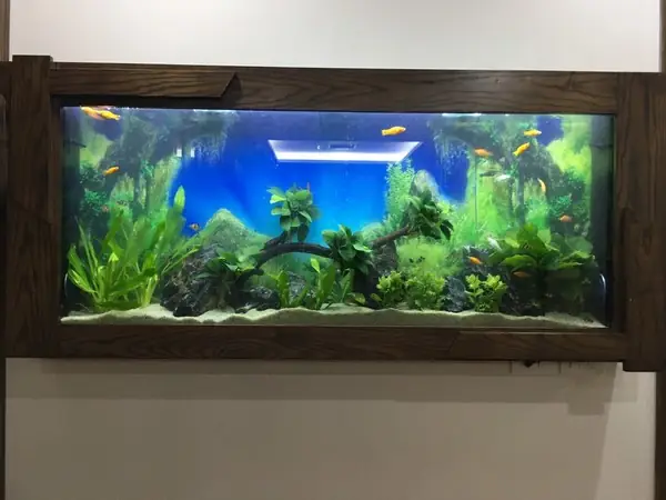 Bể Cá Treo Tường Phòng Khách: Lựa Chọn Hoàn Hảo Cho Không Gian Sống Hiện Đại