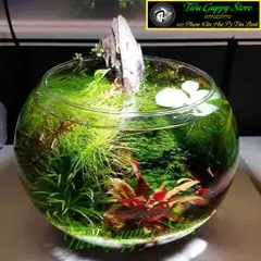Hồ Cá Tròn Thủy Tình - Thích Hợp Để Bàn Làm Việc Và Nơi Diện ... Hồ Cá Tròn Thủy Tình - Thích Hợp Để Bàn Làm Việc Và Nơi Diện ...