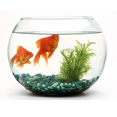 Bể Cá Tròn To: Hướng Dẫn Chọn Mua Và Chăm Sóc Chi Tiết Cho Người Mới Bắt Đầu