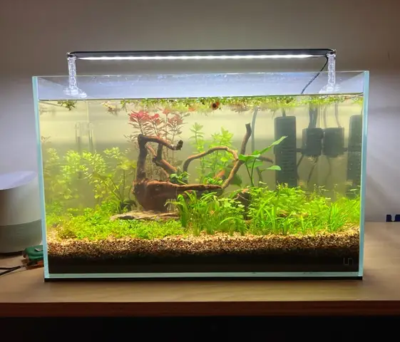 Lợi Ích Toàn Diện Của Hệ Thống Bể Cá Tuần Hoàn Trong Nuôi Cá Cảnh