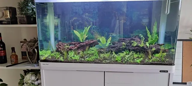 Lợi Ích Toàn Diện Của Hệ Thống Bể Cá Tuần Hoàn Trong Nuôi Cá Cảnh