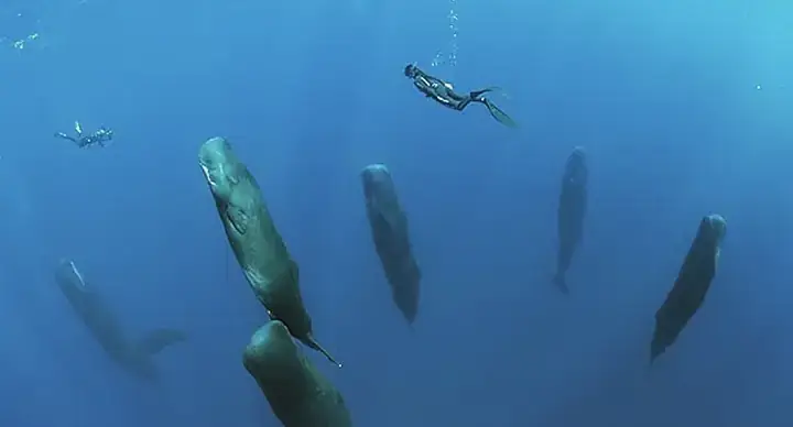 Tại Sao Nên Dạy Bé Học Các Loài Cá?