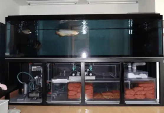 Bể Lọc Cá Rồng Cần Những Gì Để Đạt Hiệu Quả?