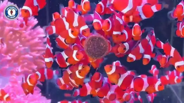 ⏳bước 4: Theo Dõi Sau Thả Cá