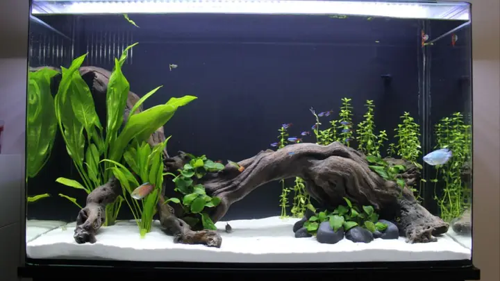 Setup Bể Mini Cho Cá Betta: Lựa Chọn Hoàn Hảo Cho Người Mới Chơi ...