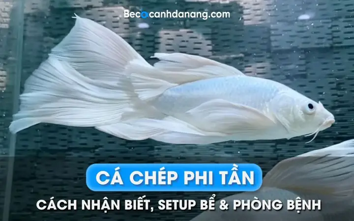 Bể Nuôi Cá Chép Cảnh: Toàn Tập Từ A-z Để Tạo Thiên Đường Rực Rỡ