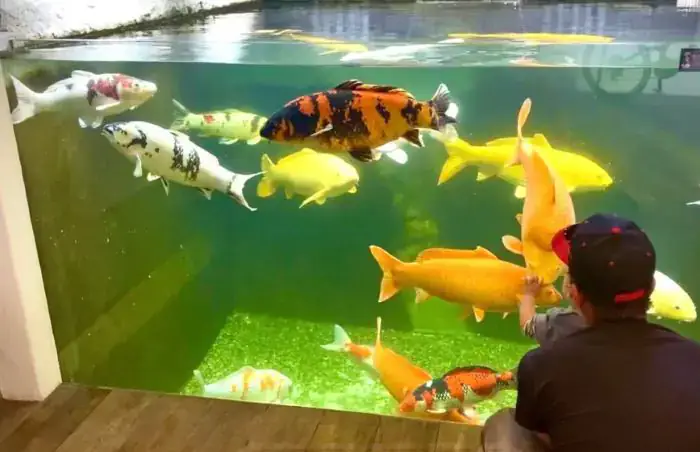 Ánh Sáng, Nhiệt Độ Và Oxy Cho Bể Cá Koi