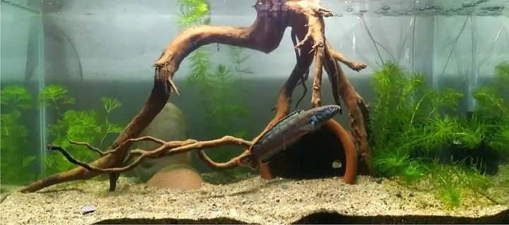 Bảng: Kích Thước Bể Nuôi Cá Lóc Cảnh