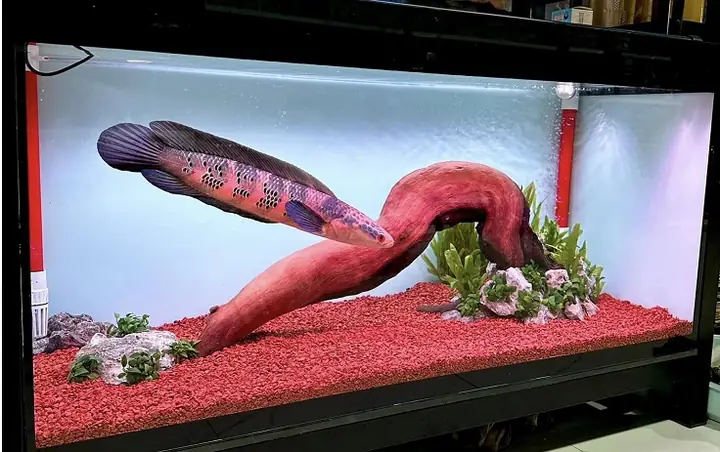 Bể Nuôi Cá Lóc Cảnh