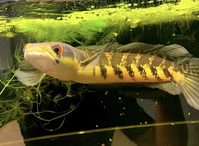 Điều Trị Bệnh Cho Cá Lóc Cảnh