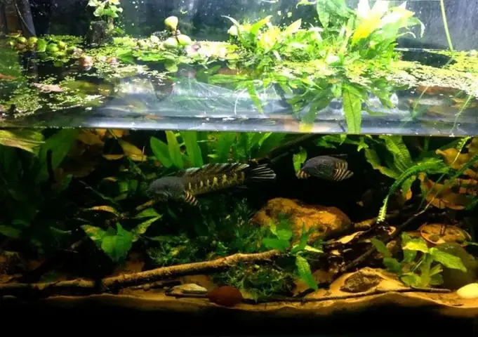 Quy Trình Chăm Sóc Con Cá Nhỏ