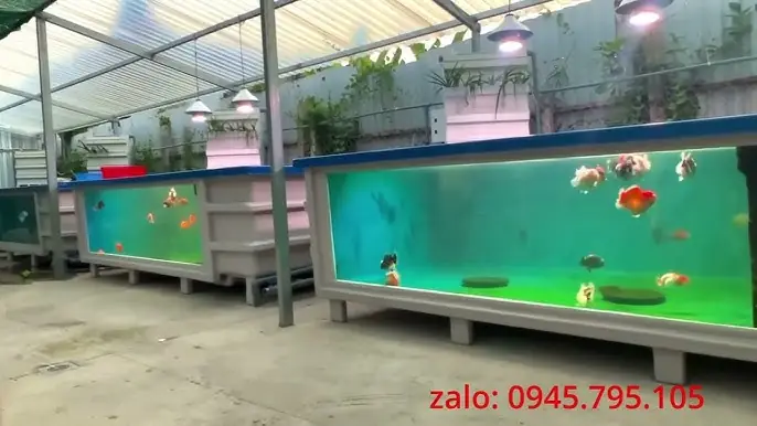 Kinh Nghiệm Chọn Và Thiết Lập Bể Nuôi Cá Ranchu Chuẩn Cho Người Mới Kinh Nghiệm Chọn Và Thiết Lập Bể Nuôi Cá Ranchu Chuẩn Cho Người Mới
