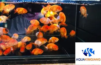 Kinh Nghiệm Chọn Và Thiết Lập Bể Nuôi Cá Ranchu Chuẩn Cho Người Mới Kinh Nghiệm Chọn Và Thiết Lập Bể Nuôi Cá Ranchu Chuẩn Cho Người Mới