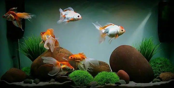 Kinh Nghiệm Chọn Và Thiết Lập Bể Nuôi Cá Ranchu Chuẩn Cho Người Mới Kinh Nghiệm Chọn Và Thiết Lập Bể Nuôi Cá Ranchu Chuẩn Cho Người Mới