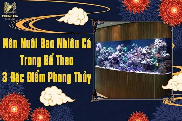Nên Nuôi Bao Nhiêu Cá Trong Bể Theo 3 Đặc Điểm Phong Thủy